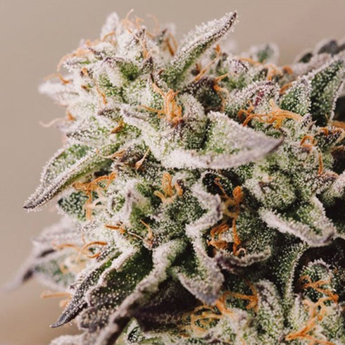 Vision Seeds - Gelato Auto
